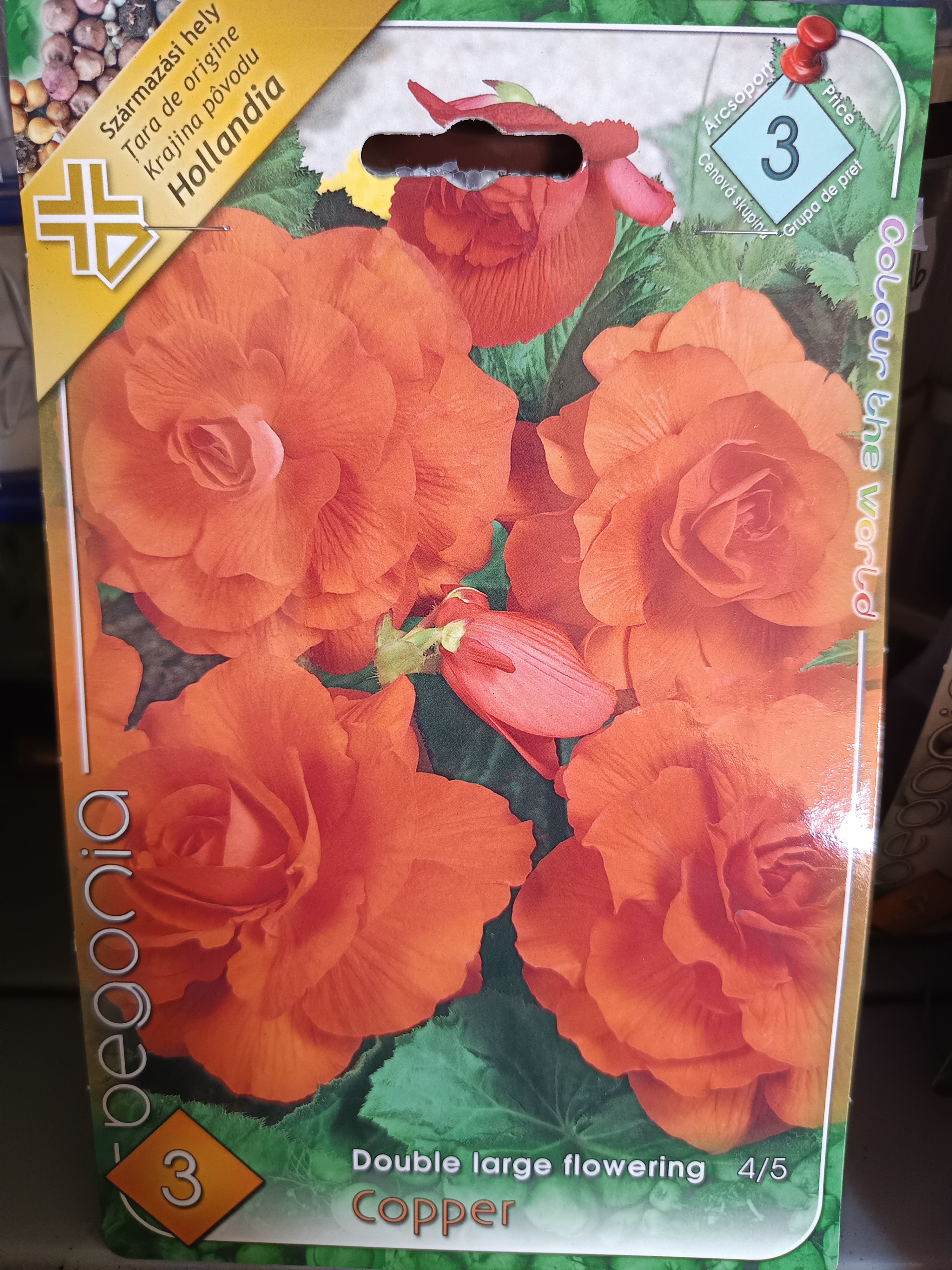 Virághagyma Begonia Double large flowering Copper 3db