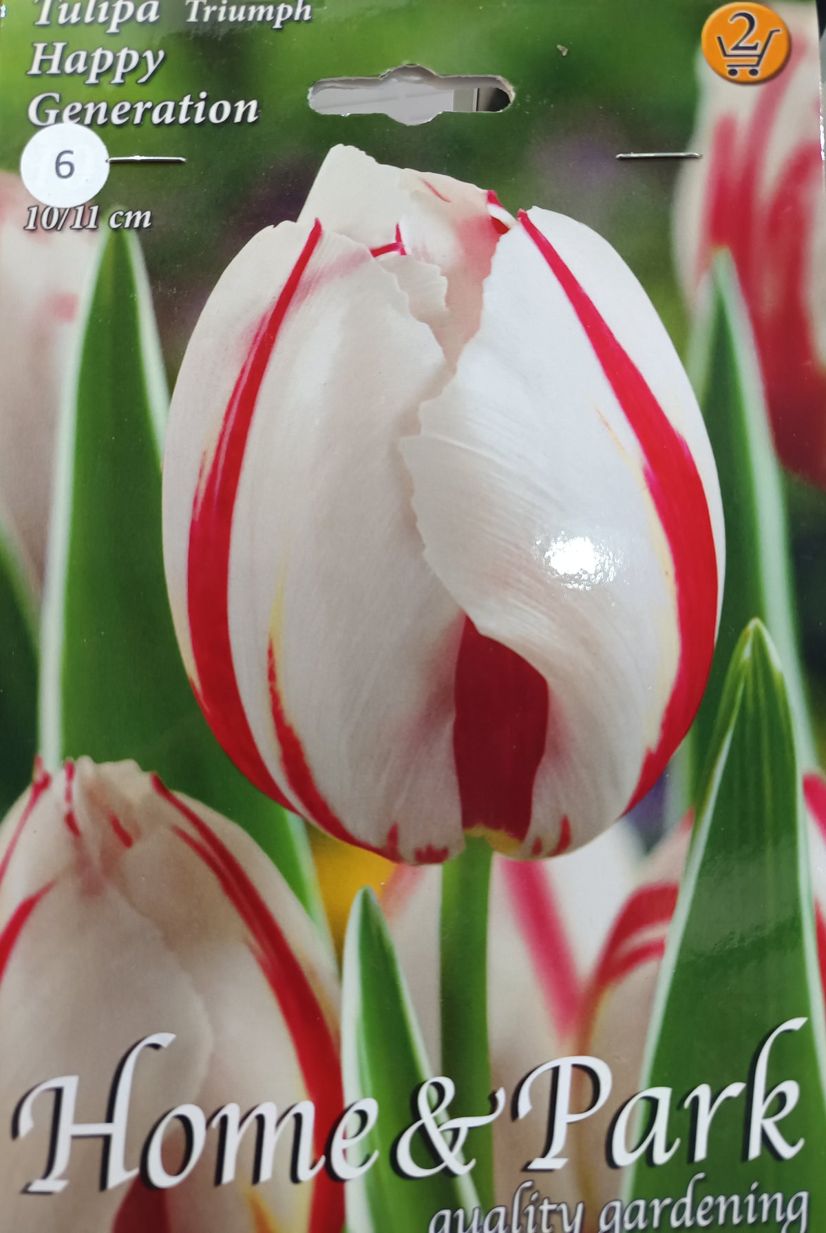 Tulipán virághagyma HAPPY