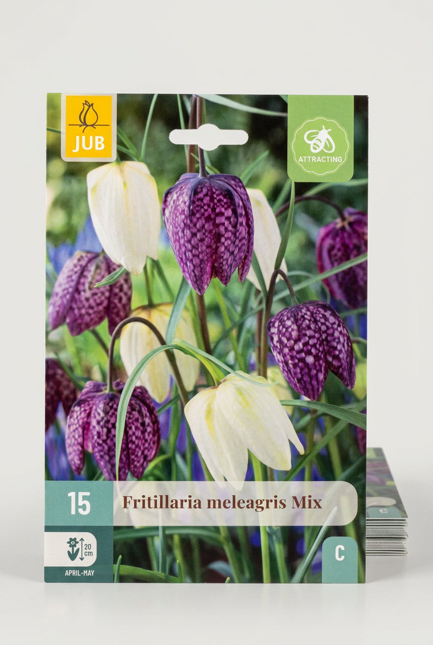 Kockásliliom virághagyma FRITILLARIA