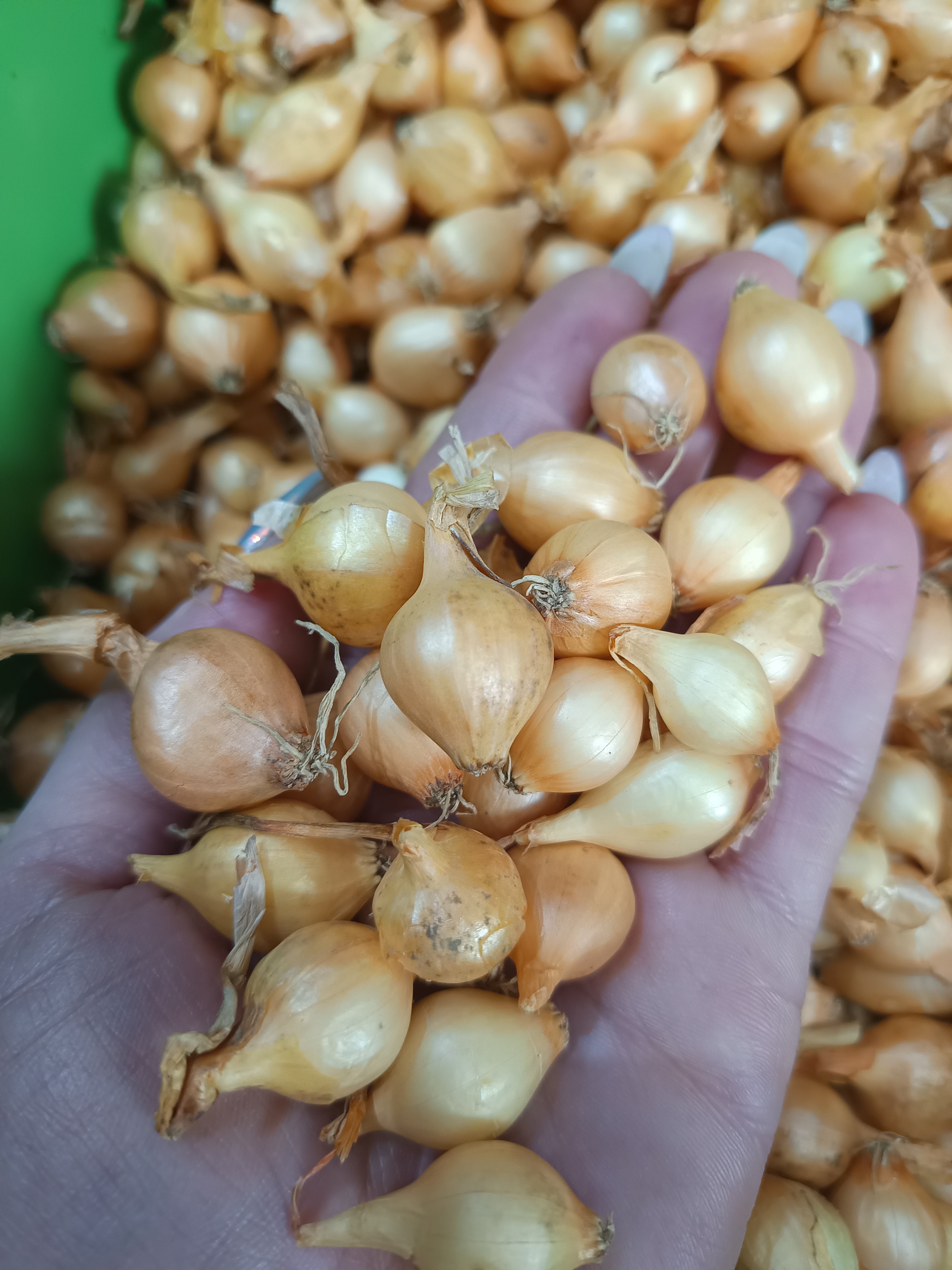 Dughagyma Stuttgarti 14-19mm kimért