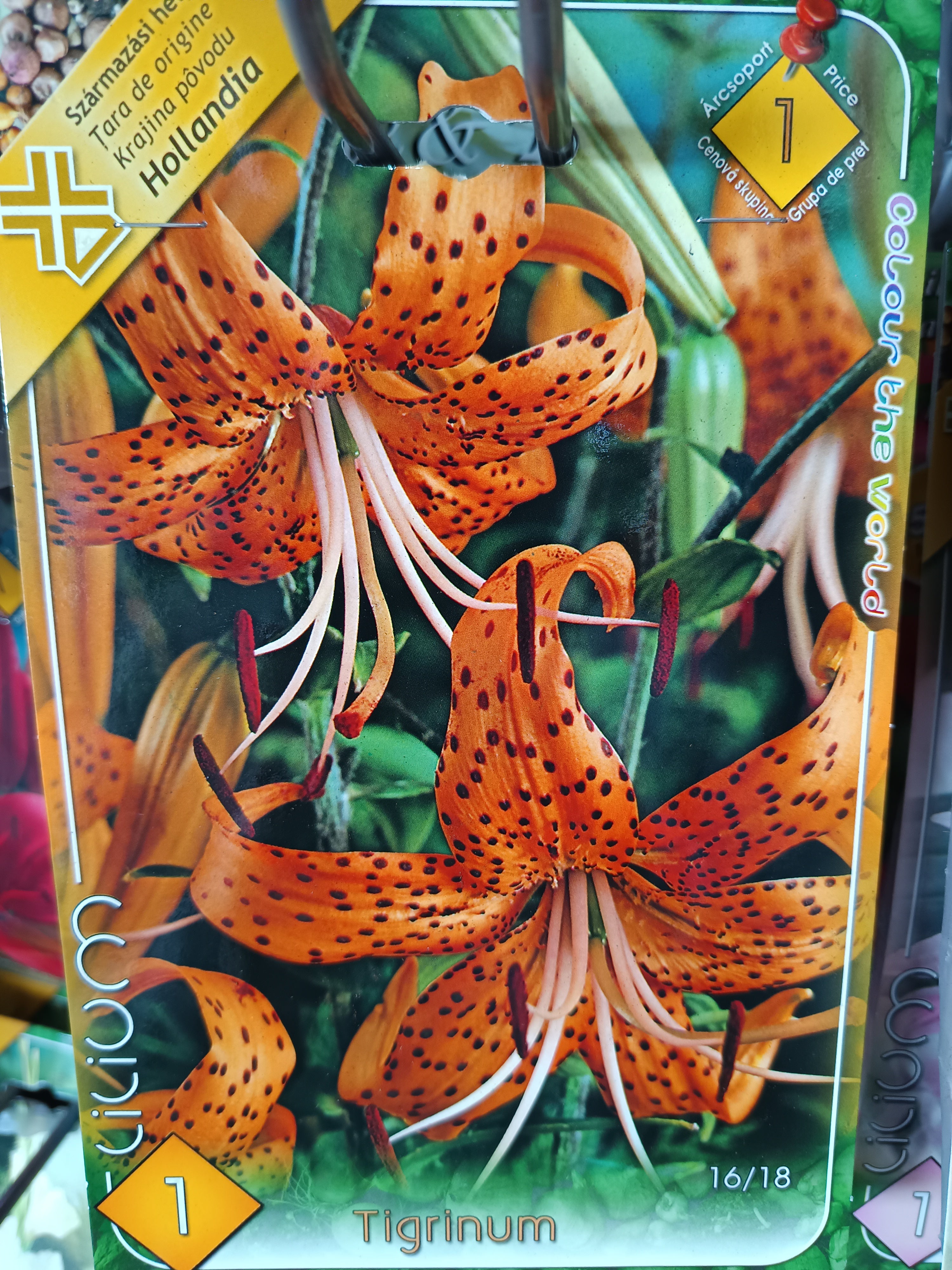 Virághagyma Liliom Tigrinum 1db