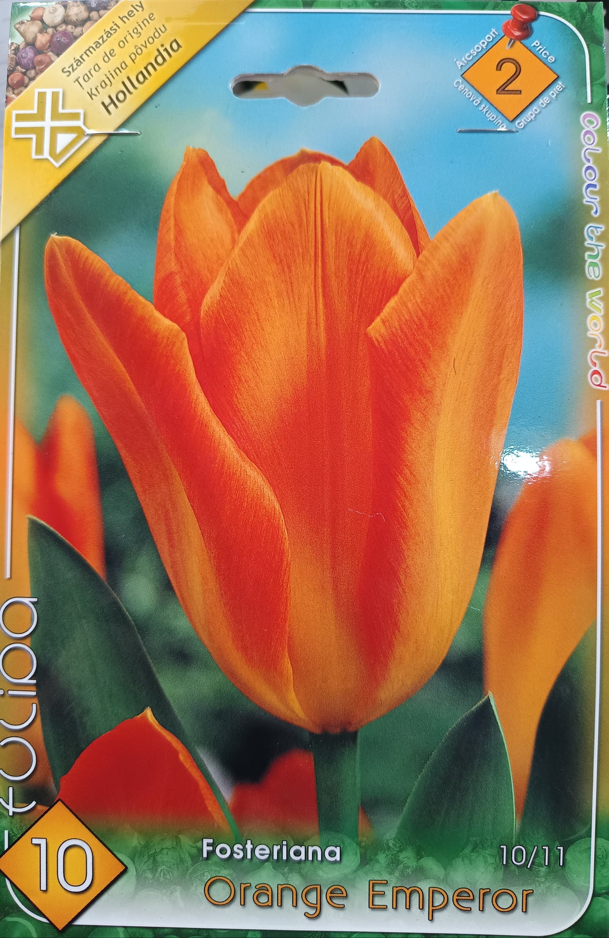 Tulipán virághagyma ORANGE EMPEROR