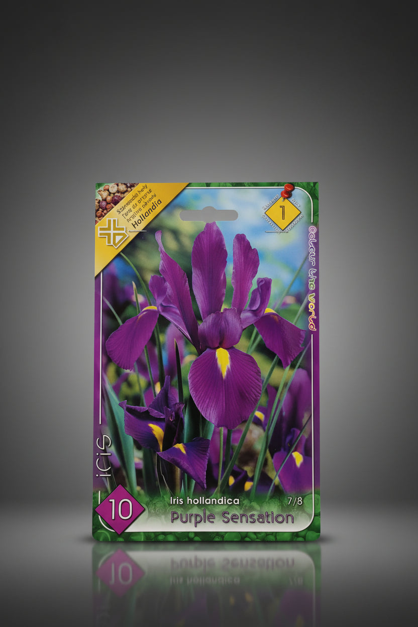 Őszi írisz virághagyma purple sensation