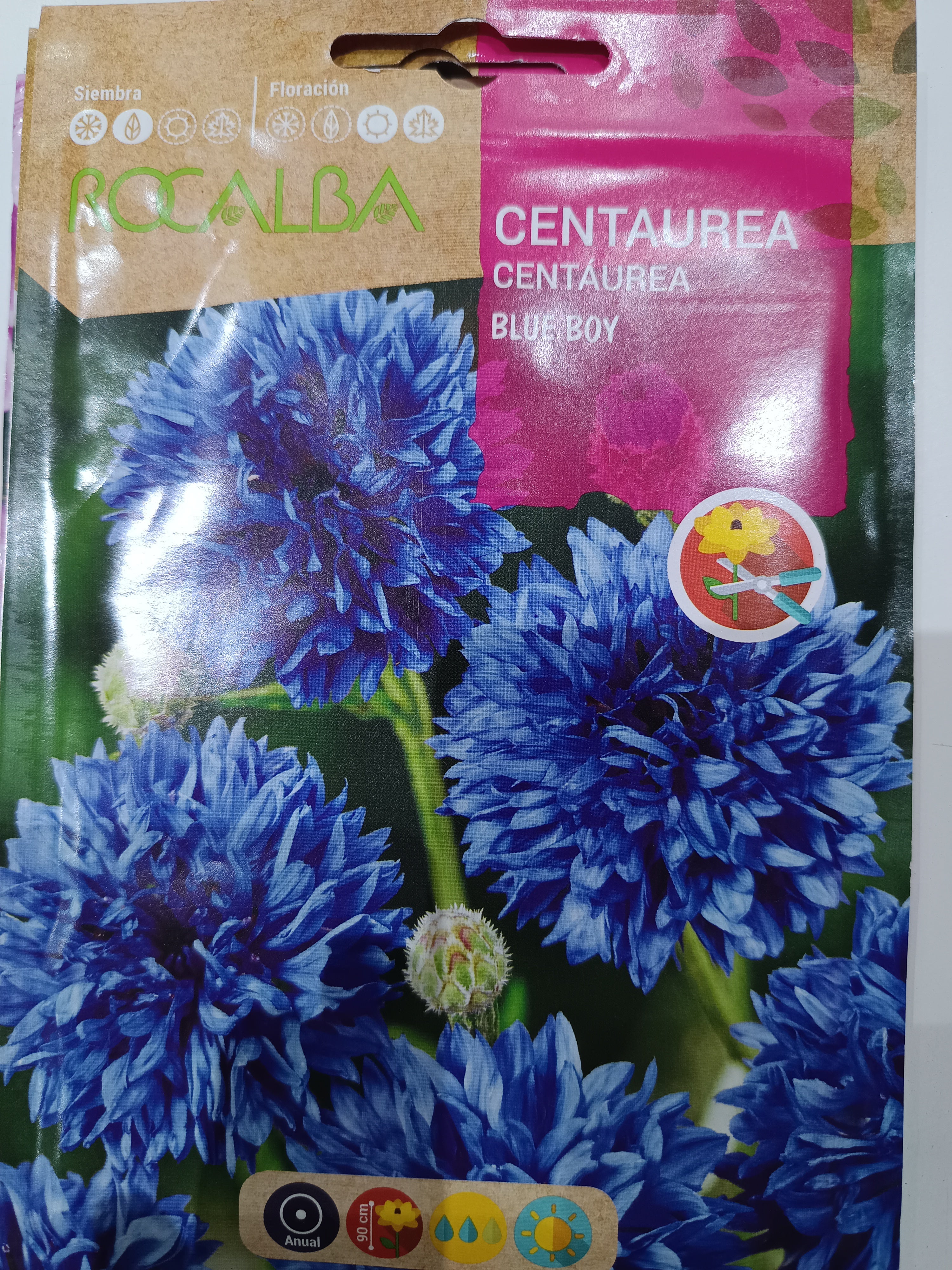 Búzavirág- Blue boy