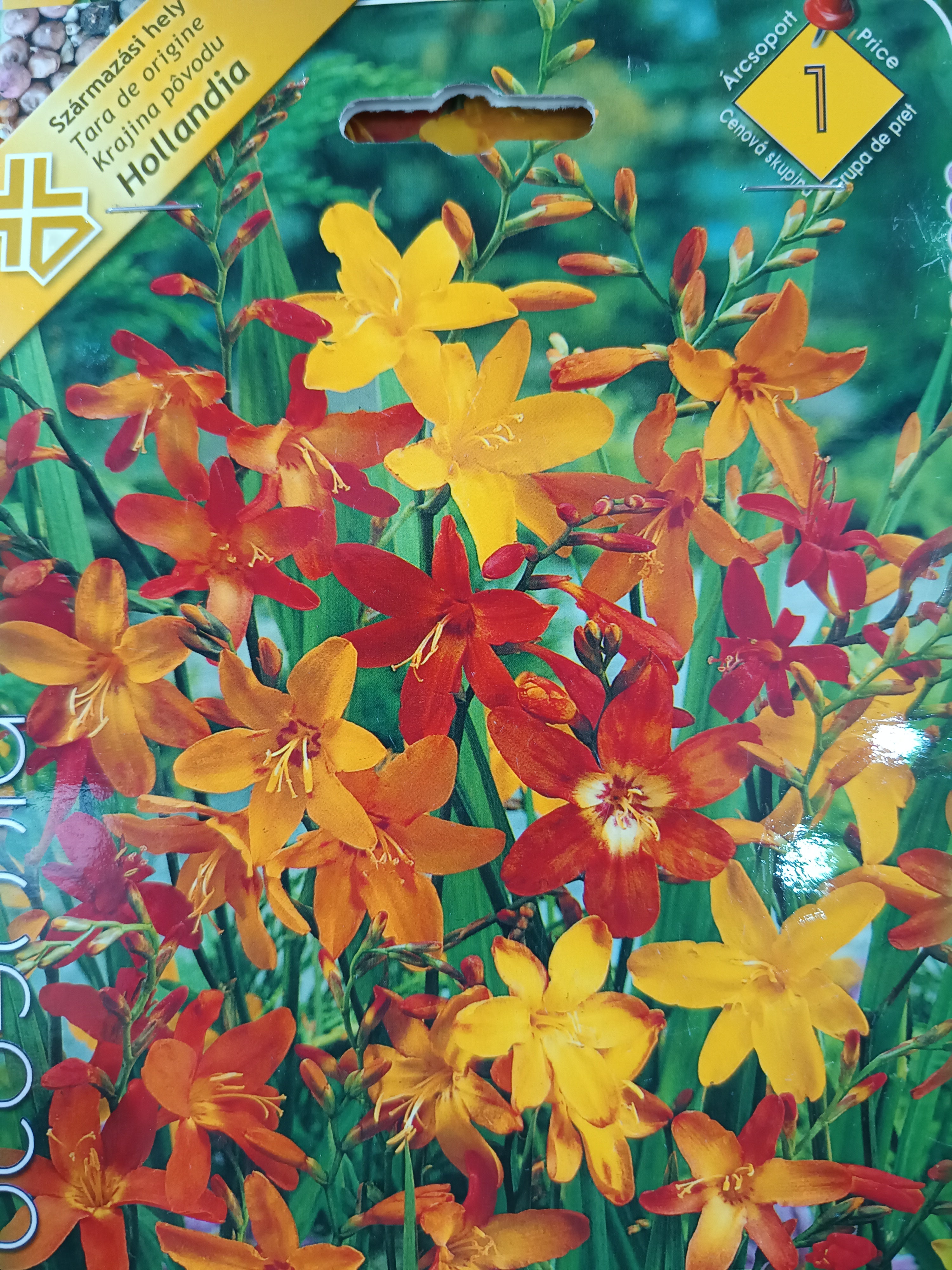 Crocosmia "mocsári kardvirág" virághagyma
