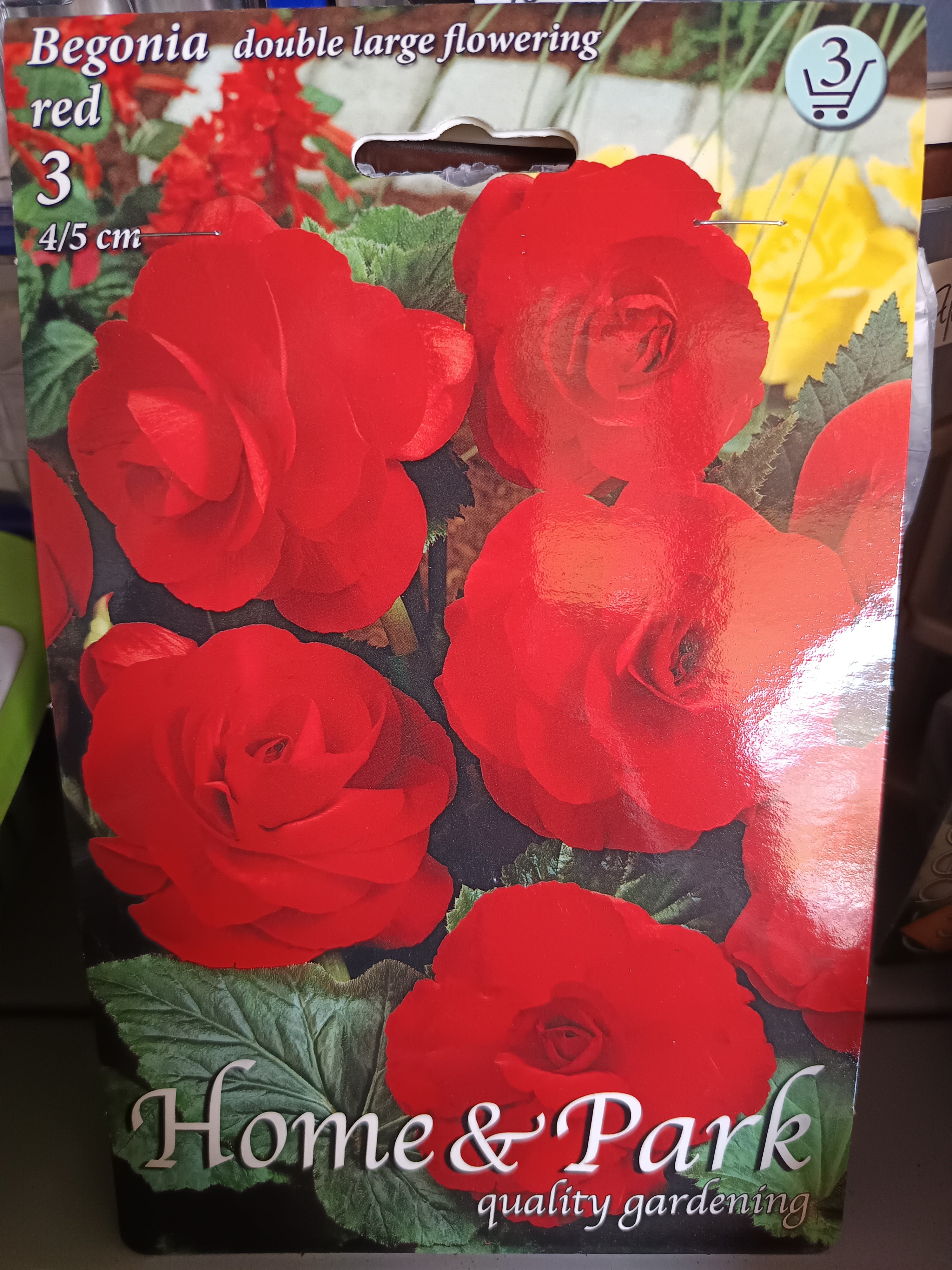 Virághagyma Begonia Double large flowering Red 3db