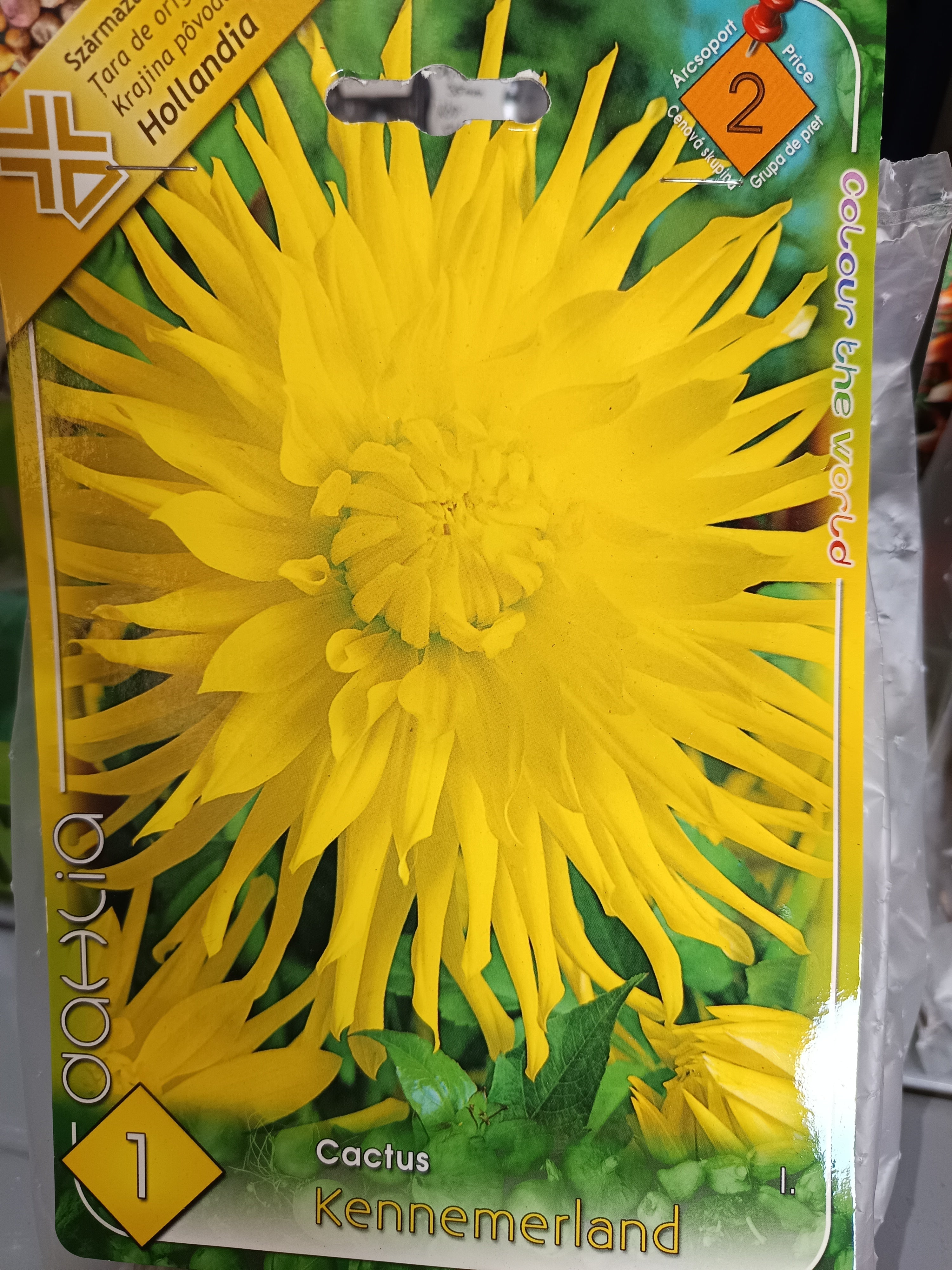 Virághagyma Dália kaktusz Kennemerland 1db