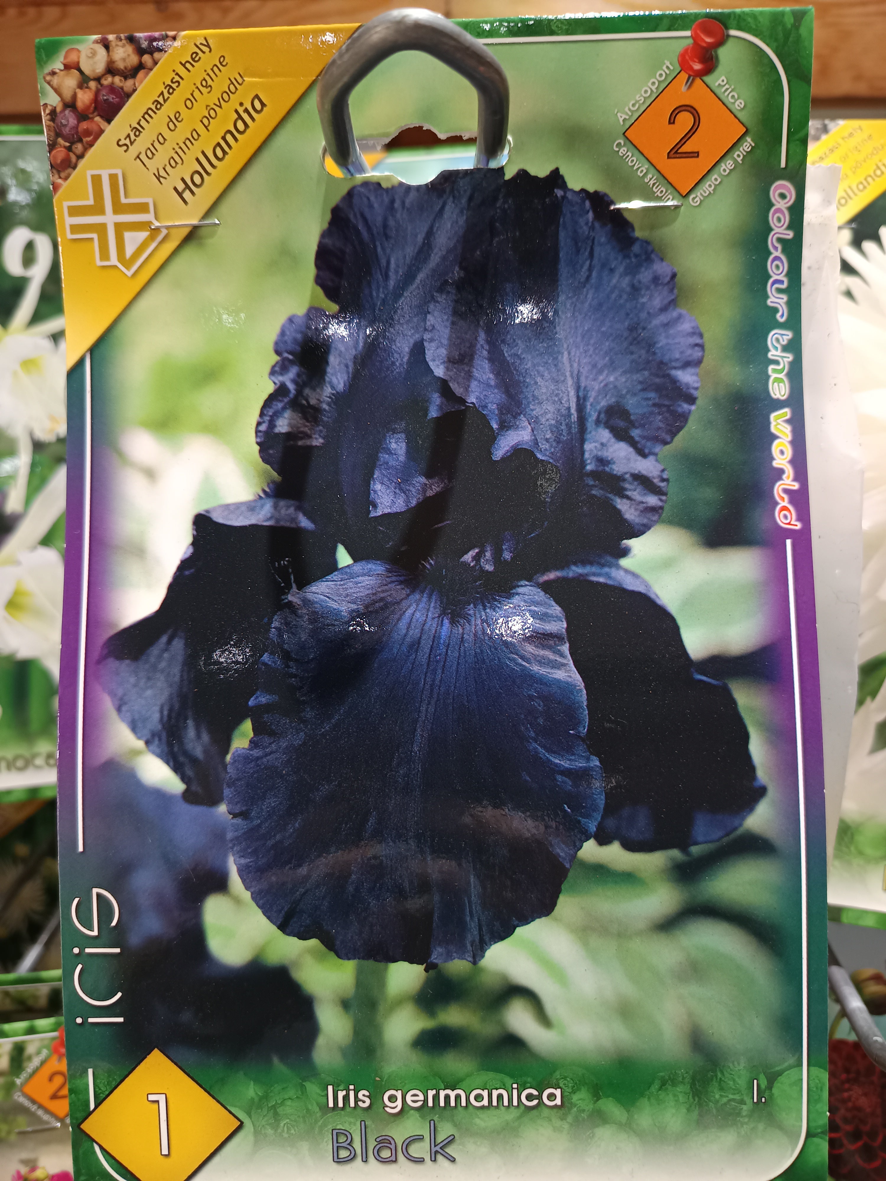 Írisz germanica Black