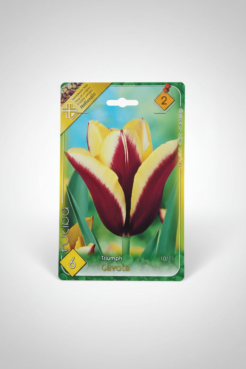 Őszi tulipán virághagyma gavota