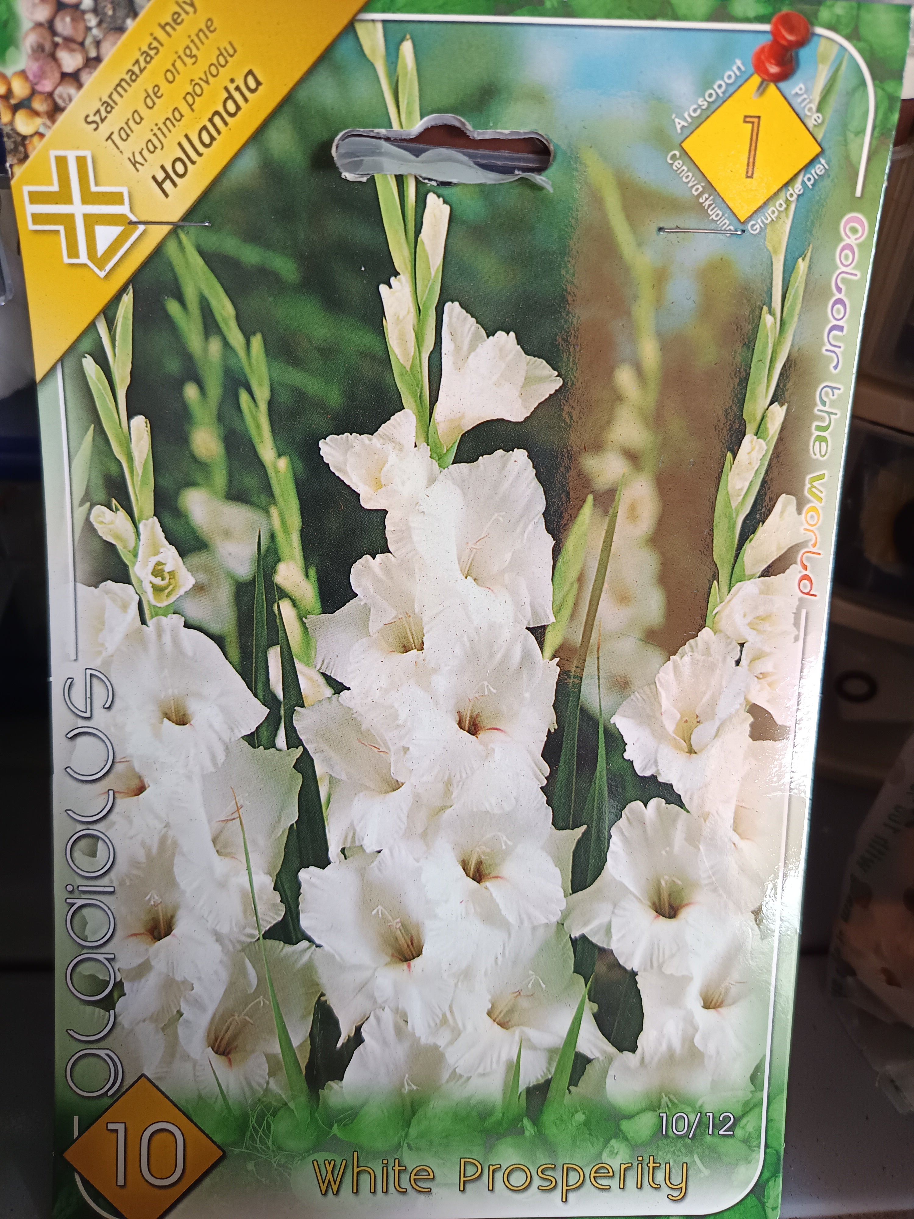 Virághagyma Kardvirág White Prosperity