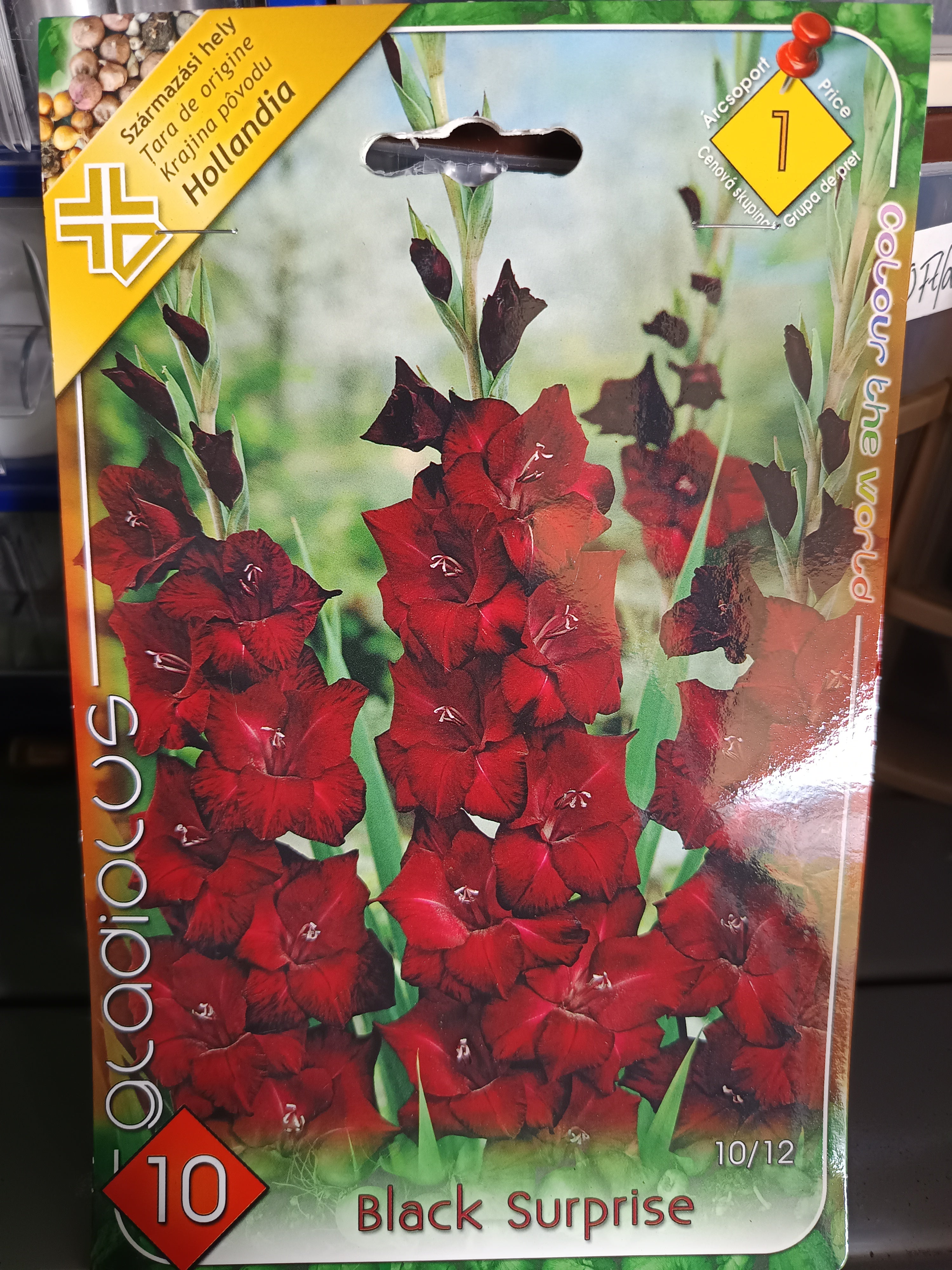 Virághagyma Kardvirág Black Surprise 10db