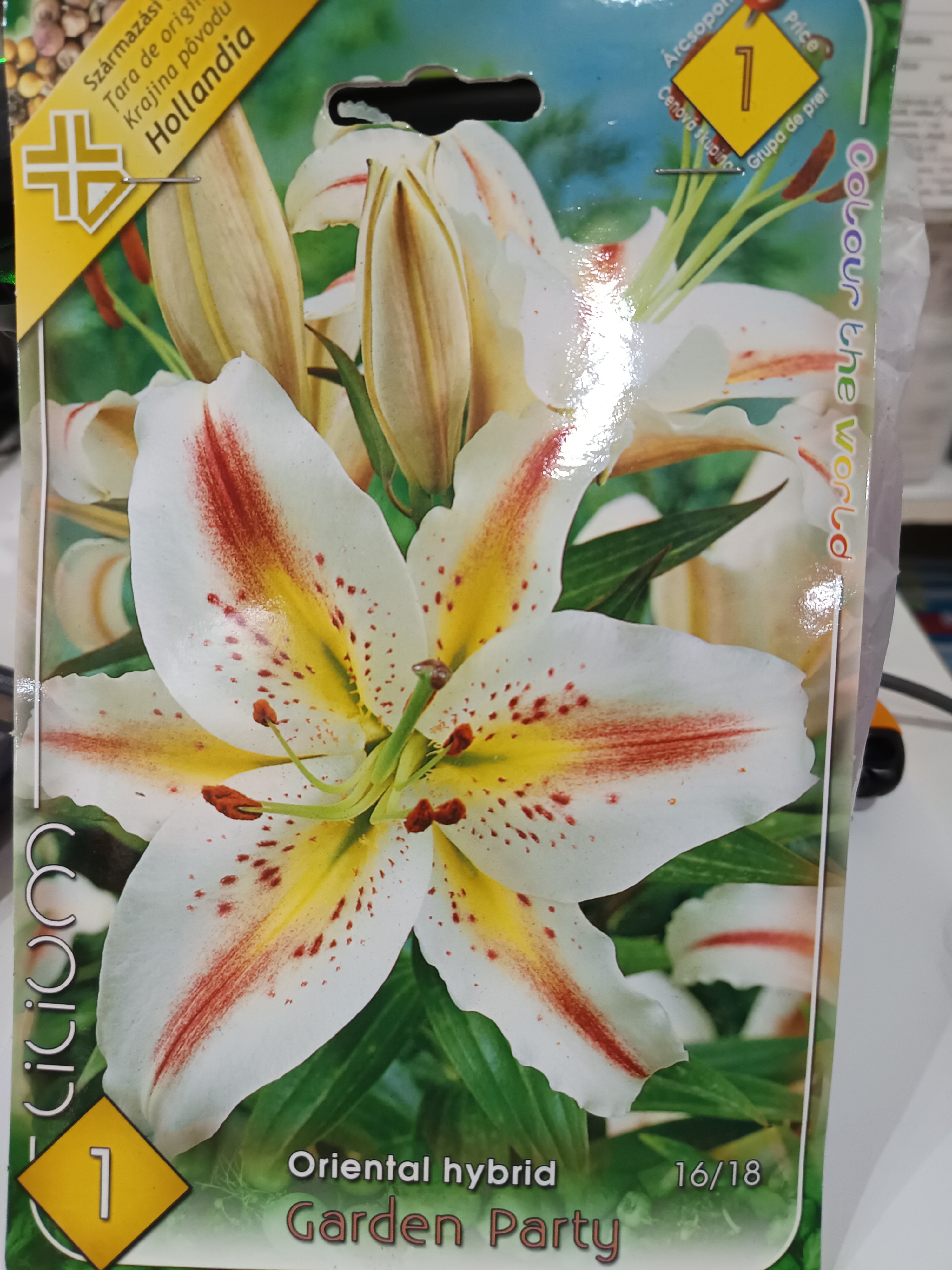 Virághagyma Liliom Oriental hybrid Garden Party 1db