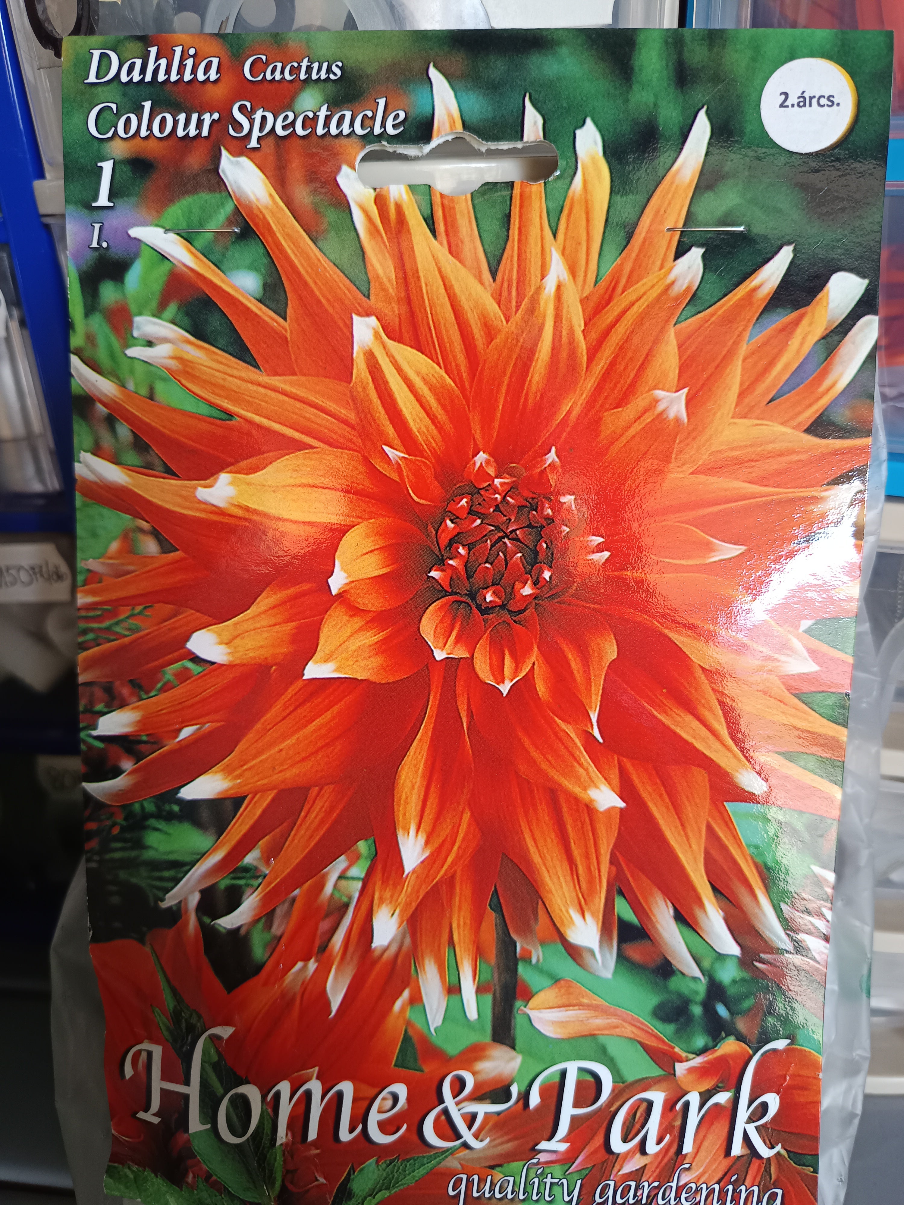 Virághagyma Dália kaktusz Colour Spectacle 1db