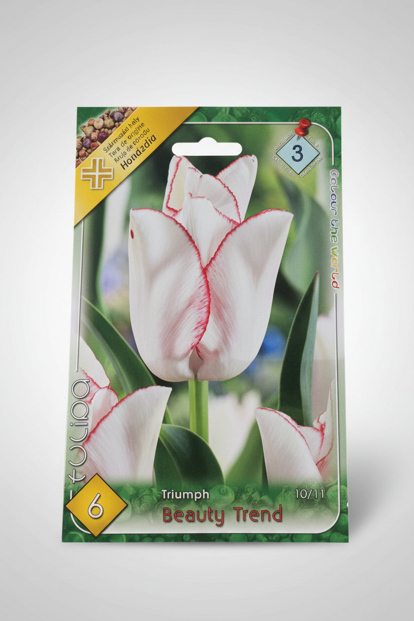Őszi tulipán virághagyma beautytrend