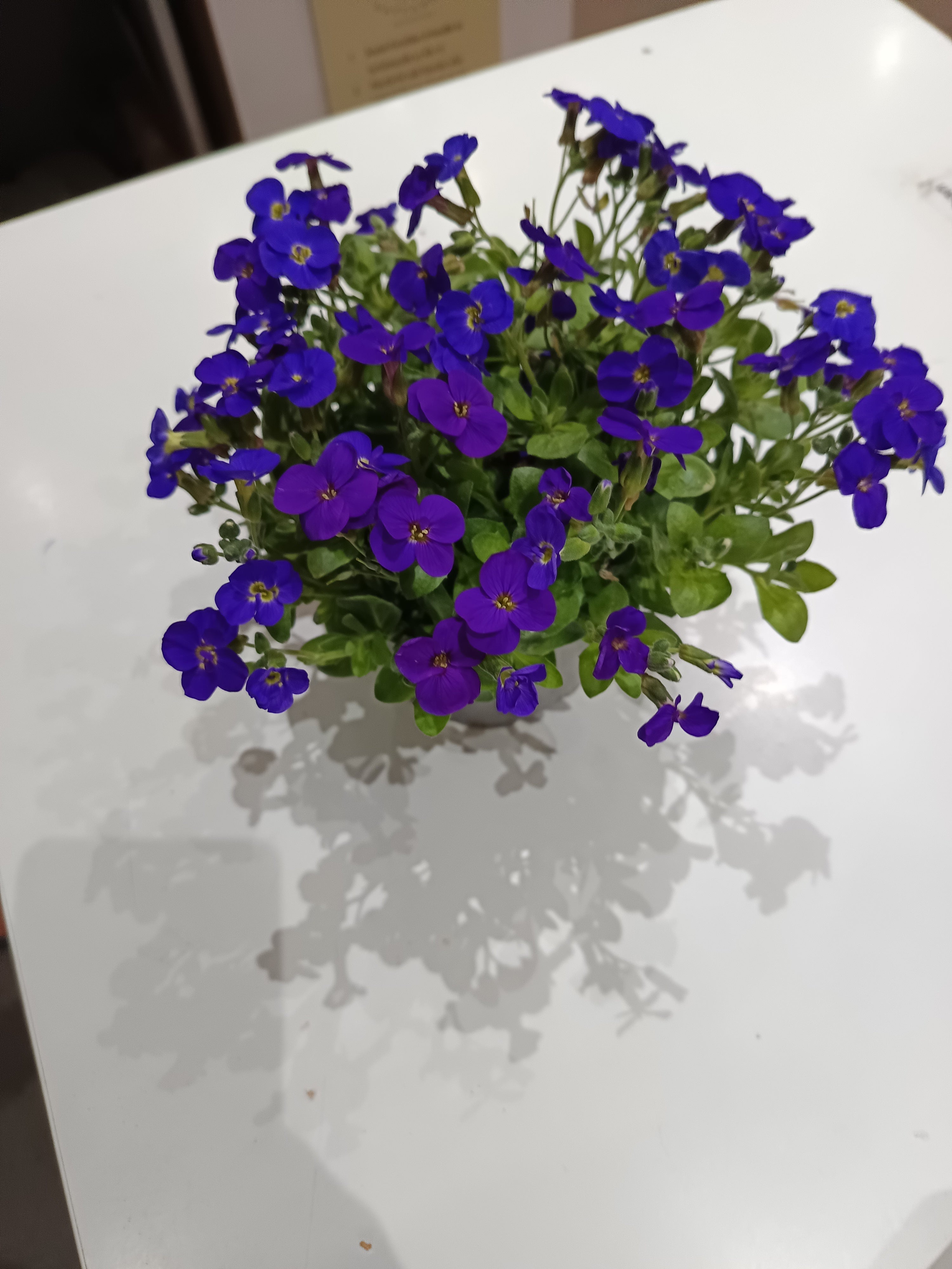 Pázsitviola aubrieta