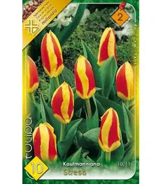 Tulipán virághagyma STRESA