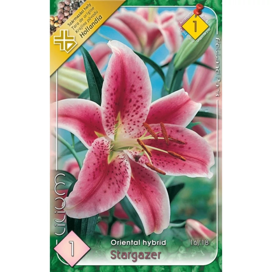 Liliom  hybrid stargazer
