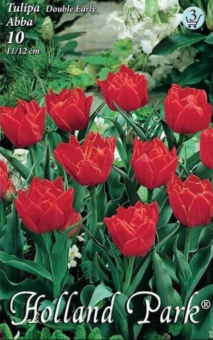 Teltvirágú tulipán virághagyma ABBA